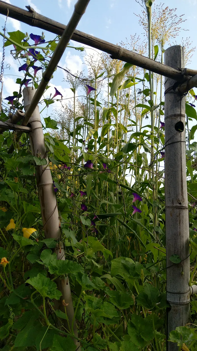 Pergola en polyculture, ombrage et diversité végétale