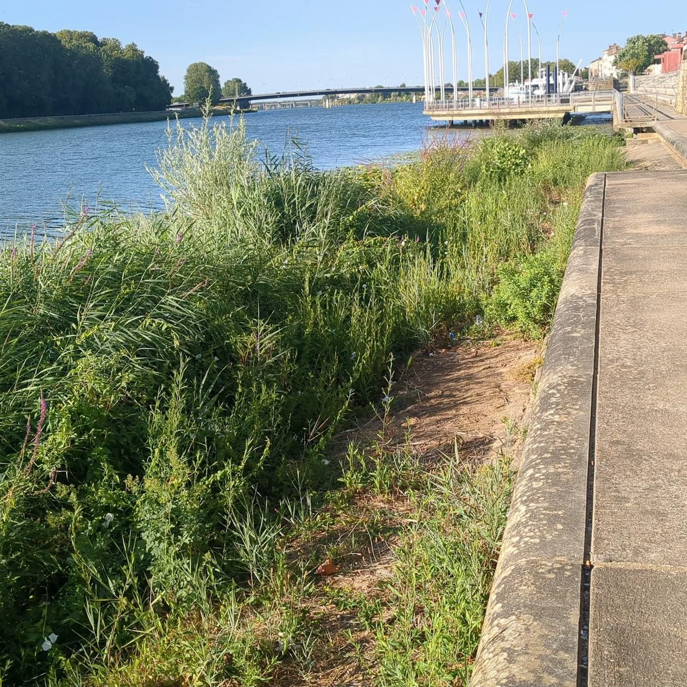 Une bande de végétation pousse entre la Saône et le quai aménagé à Mâcon