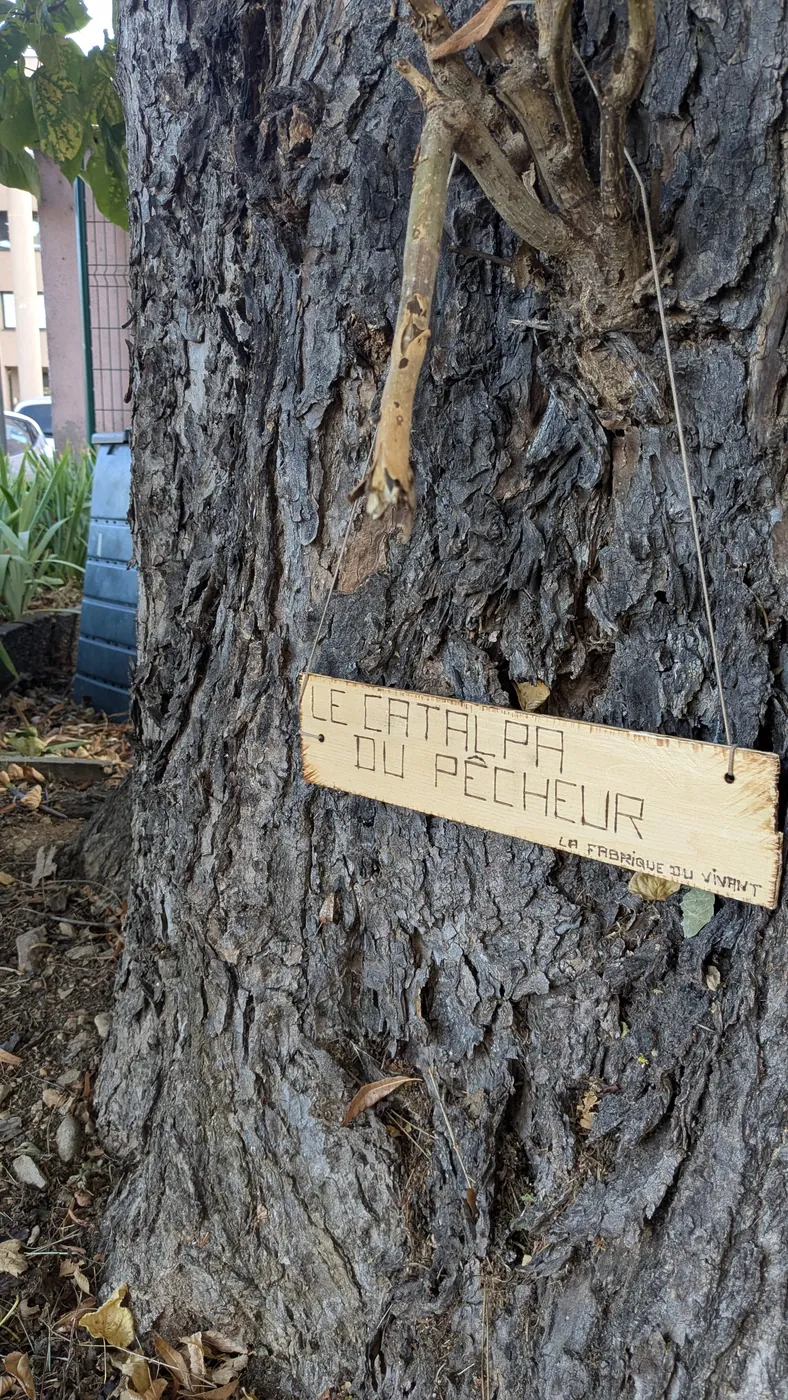 Pancarte « le catalpa du pêcheur » accrochée au tronc d'un vieil arbre