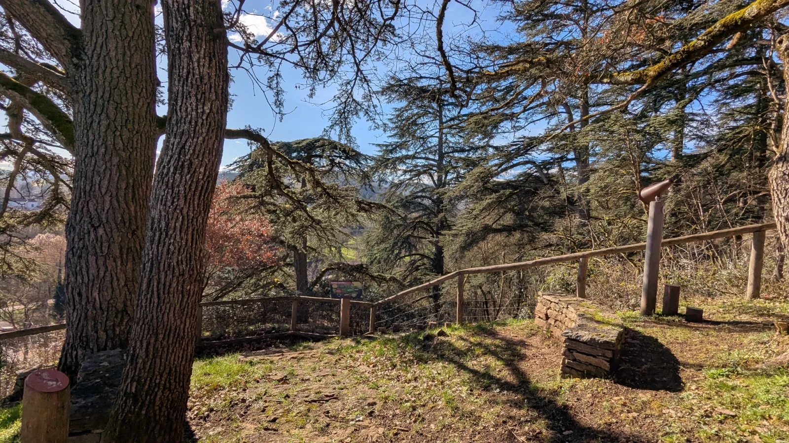Plateforme de grands cèdres observée pendant une balade nature