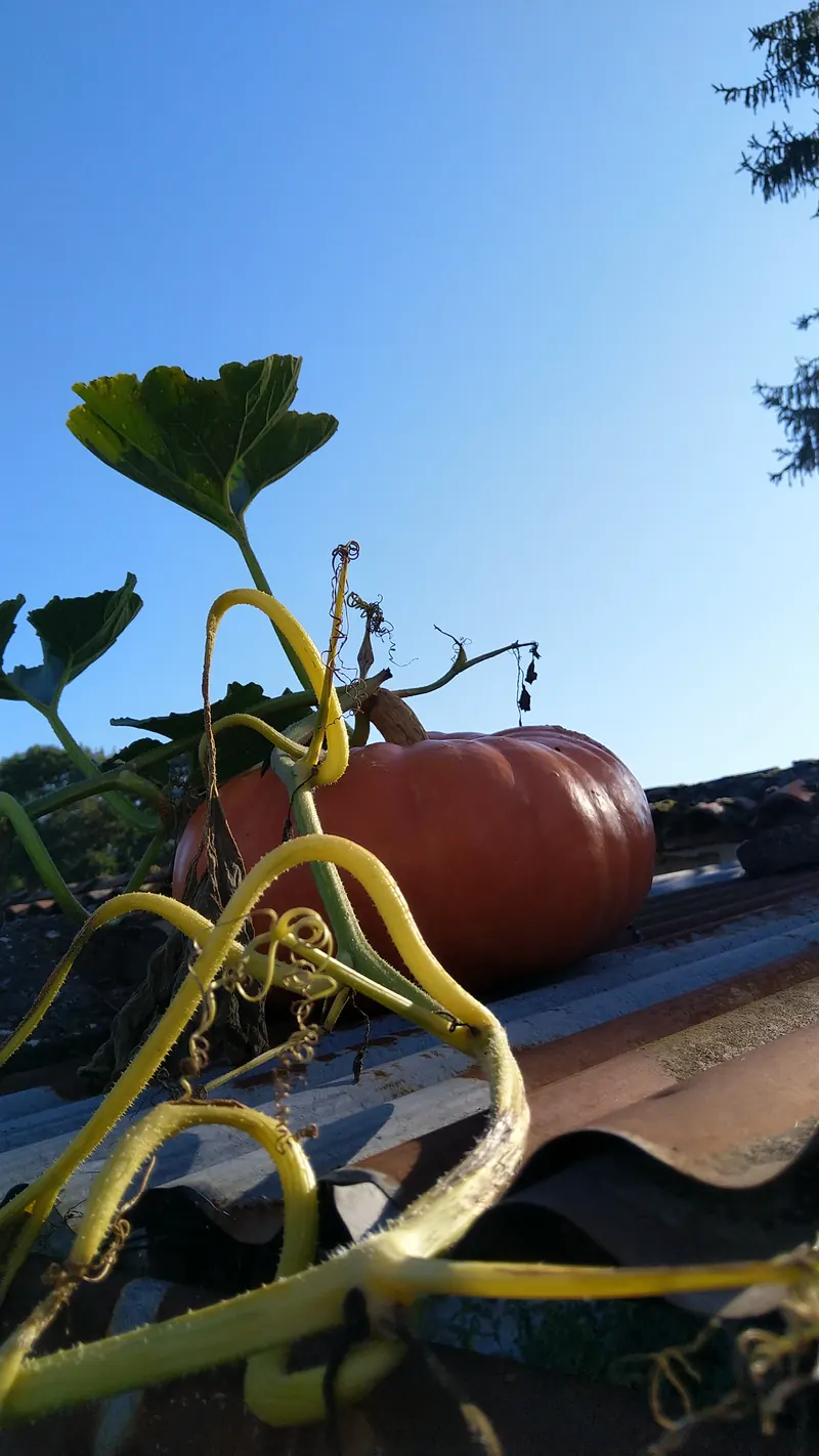 Courge récoltée dans un jardin partagé