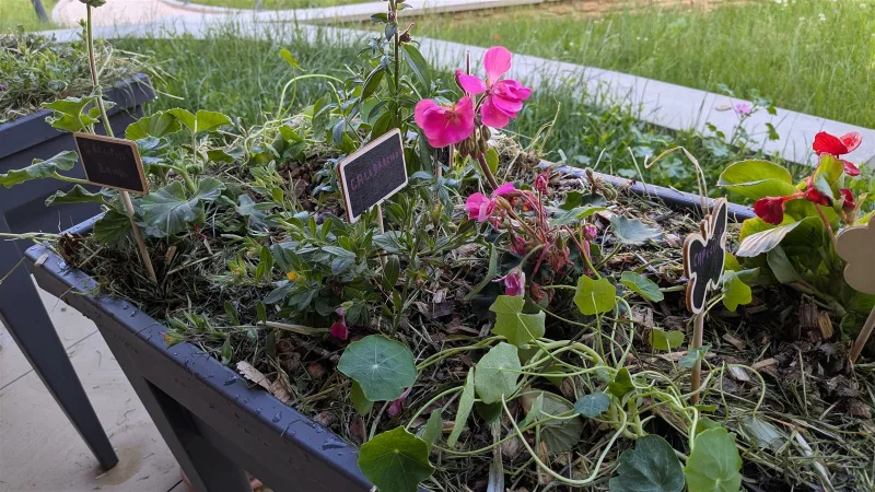 Jardinière plantée avec des résidents