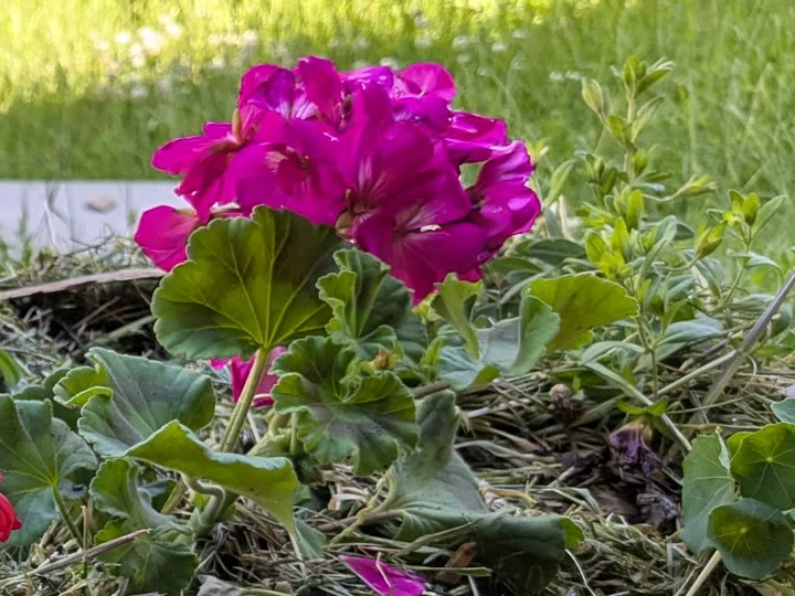 Détail de fleurs roses et de feuillage photographiés le jour de la rencontre