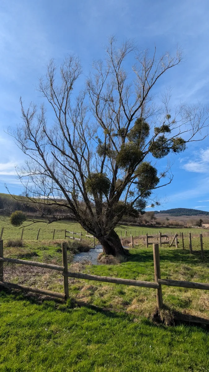 Paysage du Val de Saône avec un saule têtard