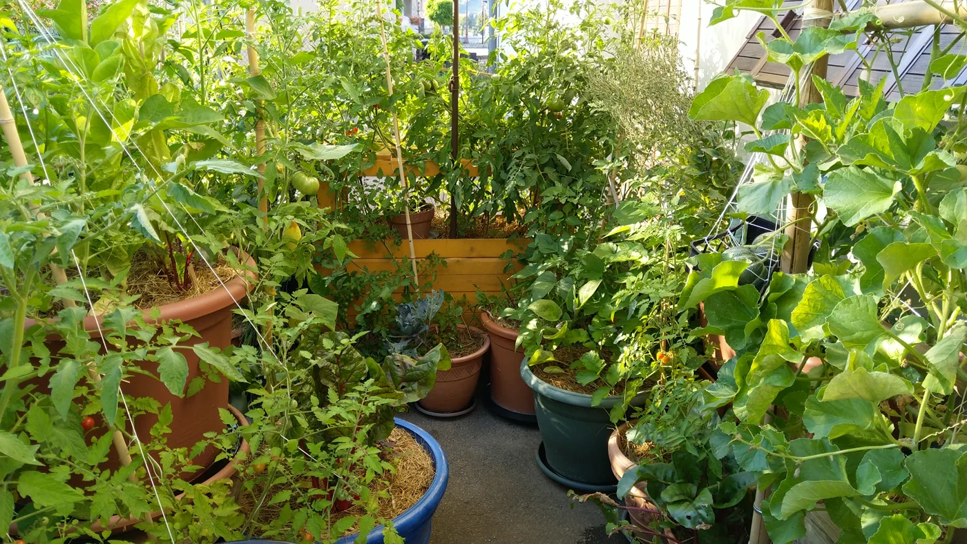 Légumes et plantes cultivés dans des pots sur l'ancienne terrasse de Fabrice